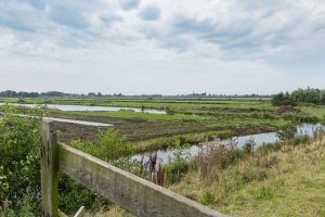 Natuurontwikkeling in de polder Oukoop bij Reeuwijk