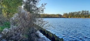 riet-beschoeiing-veerplas-recreatie